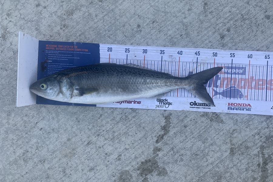 Mark Piskulic caught this 47.0cm Kahawai at Northland during The Export NZ Fishing Competition